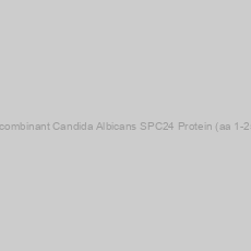 Image of Recombinant Candida Albicans SPC24 Protein (aa 1-252)